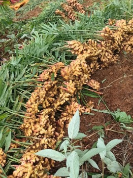 Farm Native Small Yellow Ginger
