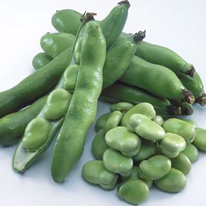 Cooked Chinese Broad Beans