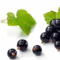 Anti-oxidant Black Currant Extract Powder Anthocyanin