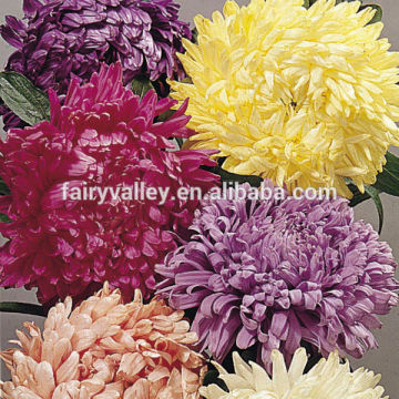 2014 Hot sale Hybrid China Aster Seeds For Beautiful Flower