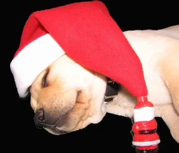 dog christmas hat,cat christmas hat