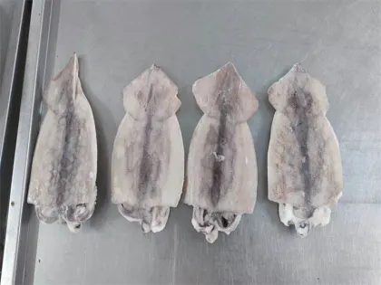 Frozen Seafood Whole Squid