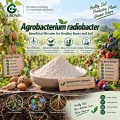 Agrobacterium radiobacterium Microbial Powder للتحكم الحيوي في Crown Gall