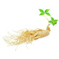 100% water soluble Panax Ginseng Extract