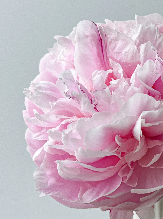 Paeonia lactiflora 'Sarah Bernhardt'