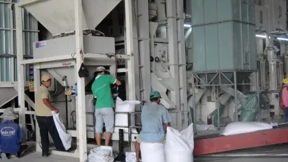 Vietnamese long grain fragrant rice-Nanghoa rice(orchid fragrant rice)