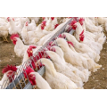 female chain feeder poultry