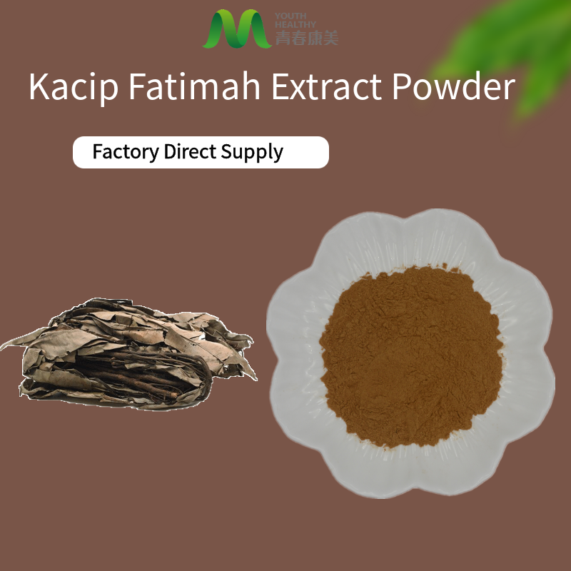 Extrato de planta Kacip Fatimah Extrato em pó