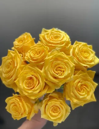 Luxury Yellow Golden Strike Rose Single-Headed
