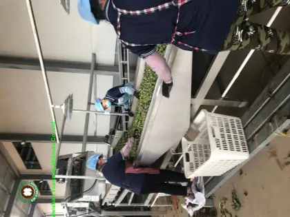 Big Size Macadamia Nuts In Shell Raw