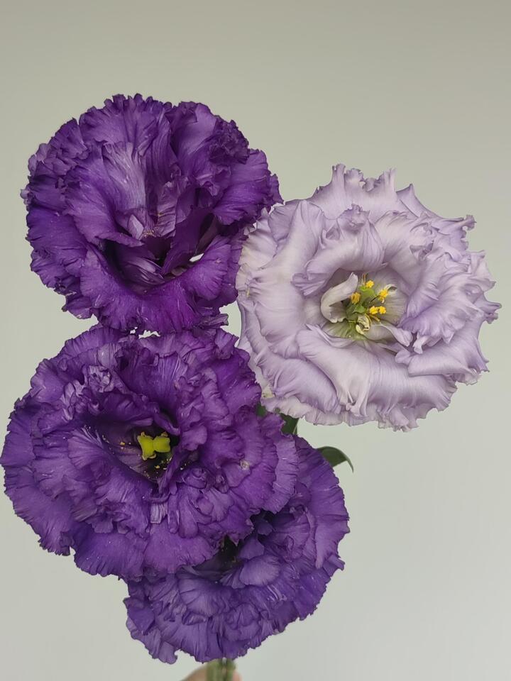 Wave Dark Purple Lisianthus