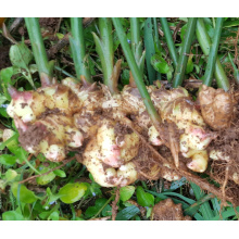  black wolfberry extract Water Soluble Pure Organic Ginger Extract Powder Factory