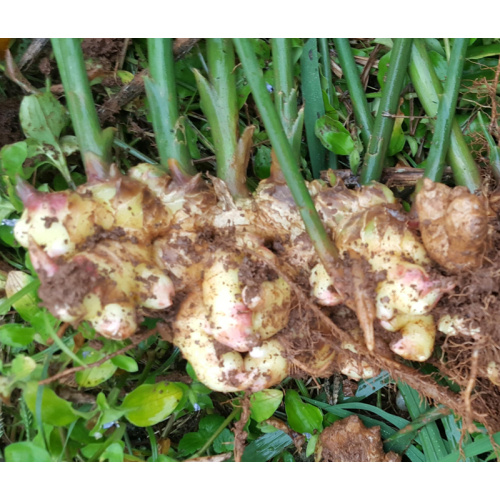 Water Soluble Pure Organic Ginger Extract Powder