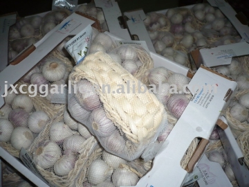 chinese garlic