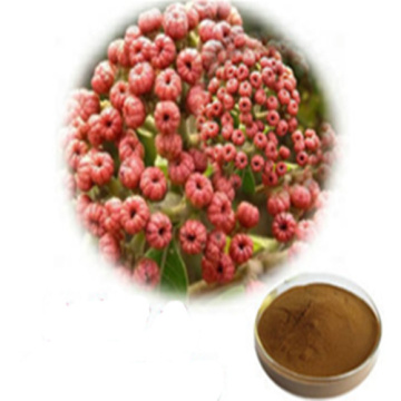 Pure Evodia Rutaecarpa Herbal Extract for Enhanced Health Benefits
