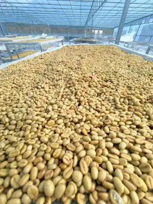 Hali Geisha Green Coffee Beans