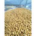 Granos de café verde Hali Geisha