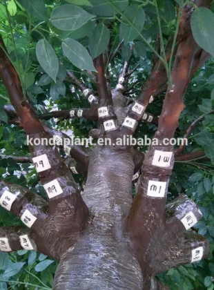 Artificial banyan tree
