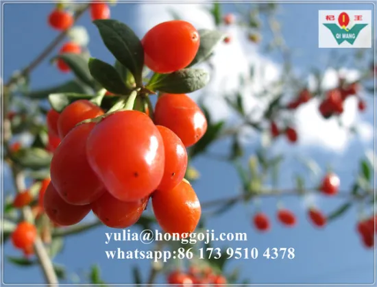 2018 New organic dried goji berries