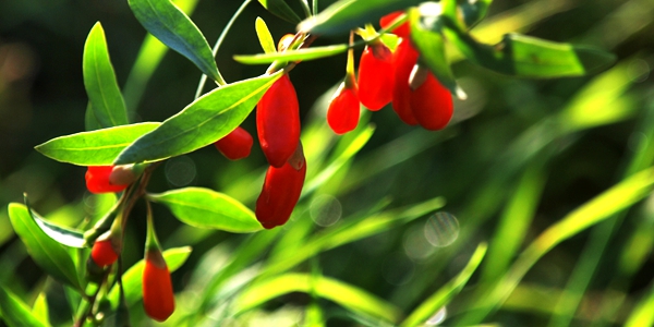 goji berry plant 3 goji berry plant 3