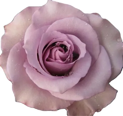 Yunnan China Fresh Cut Rose Direct Farm Supply