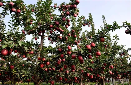 natural red star apple sweet red apple round apple with thin skin