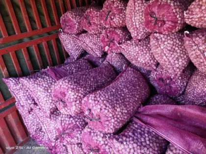 Yunnan province solo garlic