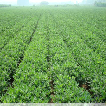 High Yield Peanut Seeds For Growing