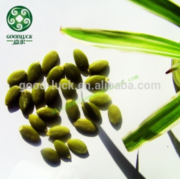 2015 Crop A, AA Grade Hulled Raw Pumpkin Seeds Shine Skin Type