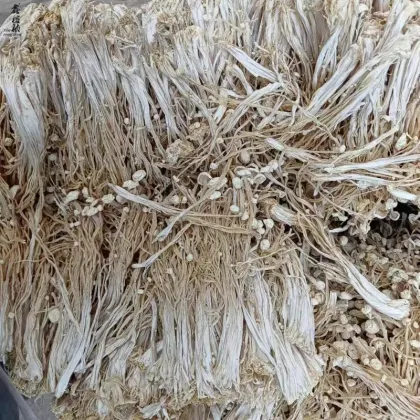 Wholesale Raw Pure Dry Enoki Mushroom Prices