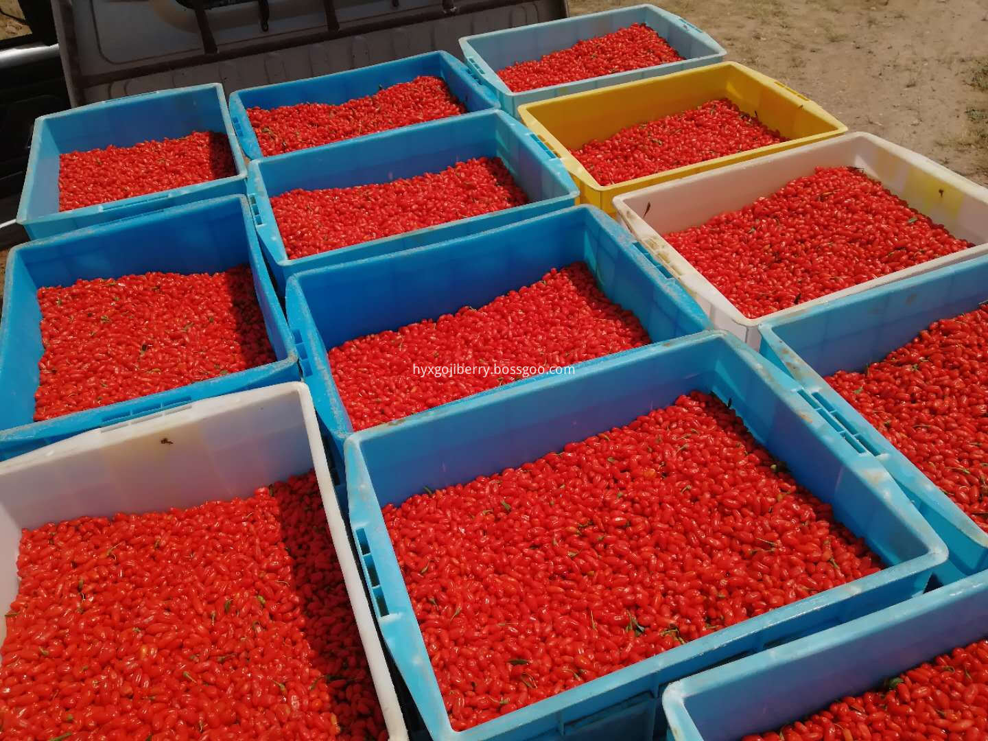 bulk fresh goji berry 3