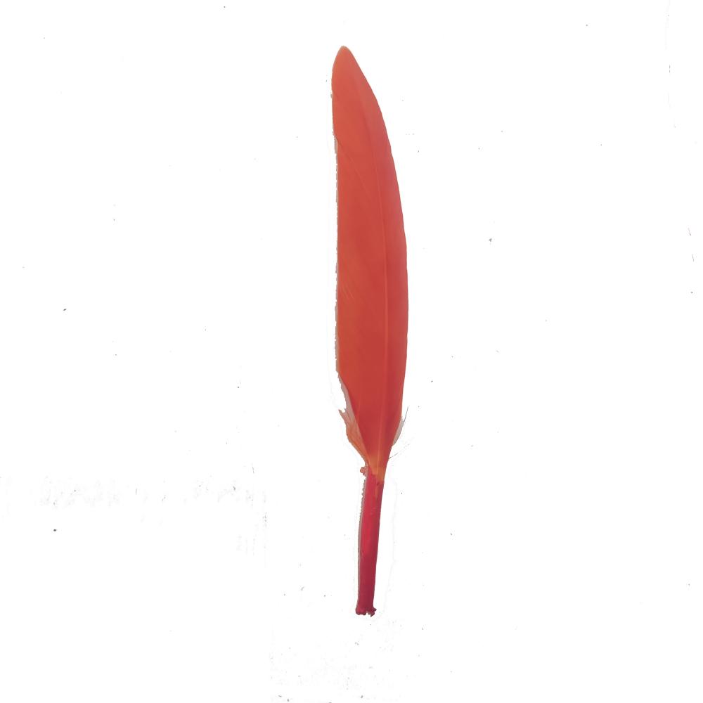 Orange Feather