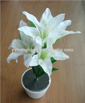 flower lily light