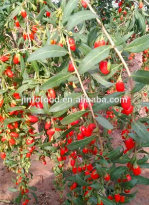 Goji berries