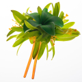 Tropisk blomma med silkespindel lilja hårpinne