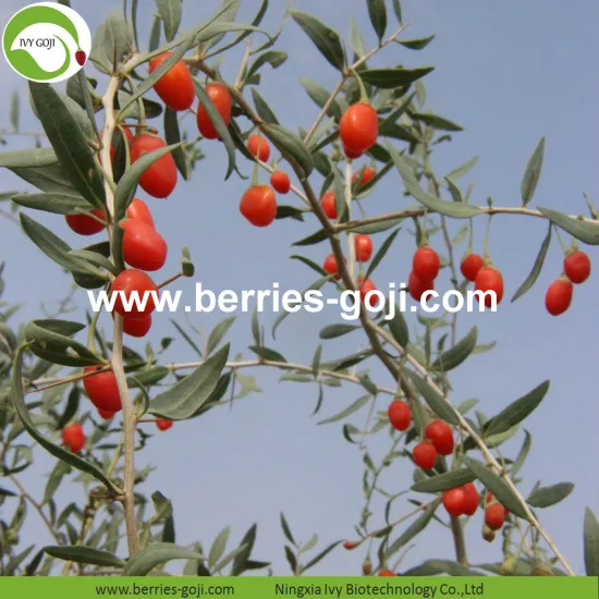 Factory Supply New harvest Dried Goji Berries