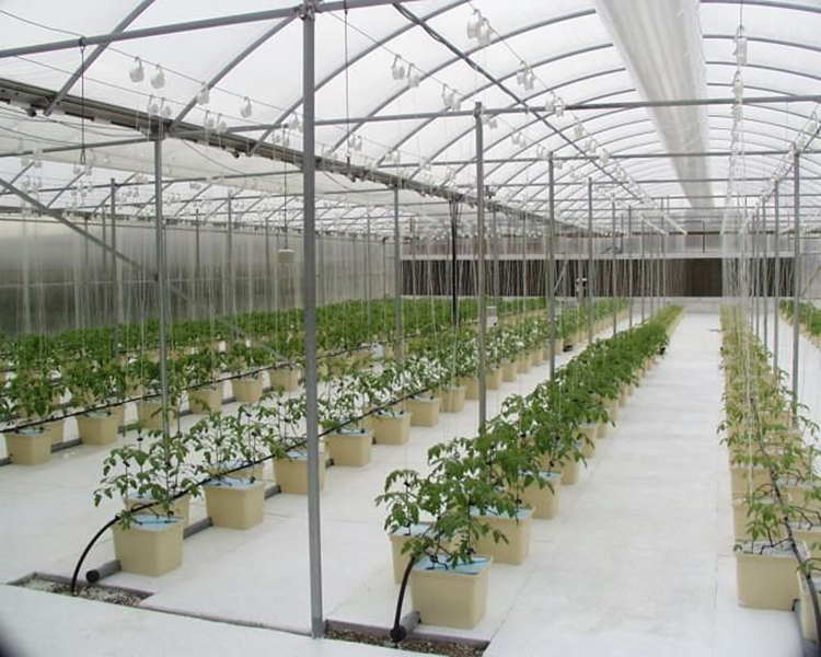 Skyplant planting Dutch Bucket Hydroponics growing system