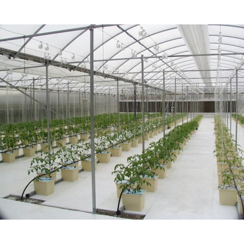 Pflanzung von Indoor-Pflanzen zu Hause Dutch Bucket Hydroponics