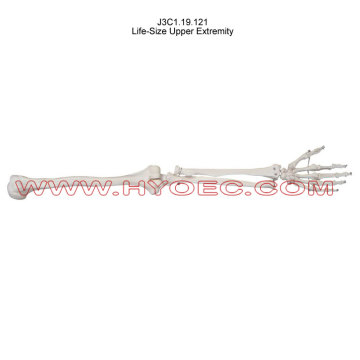 Life-Size Upper Extremity-J3C1.19.121