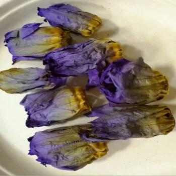 4036 Lan lian hua Chinese Herb Nymphaea Caerulea Wholesale