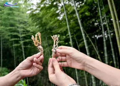 Cicadae Periostracum Cicada Slough Extract Powder