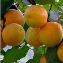 fresh apricot bar cookies