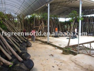 Ficus Nitida packed for loading