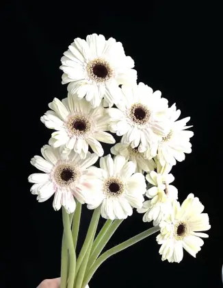 Standard chrysanthemum Yujing Gerbare
