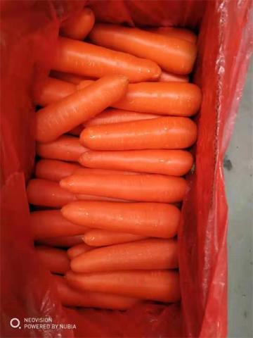 Fresh Carrot Crop 2019 Good Quality