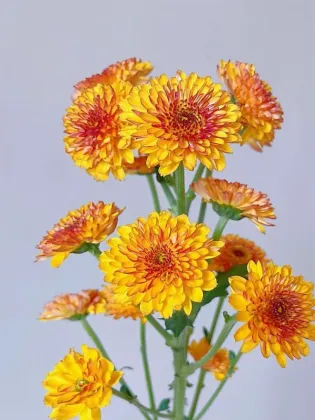 Bruno Orange Daisy spray chrysanthemum