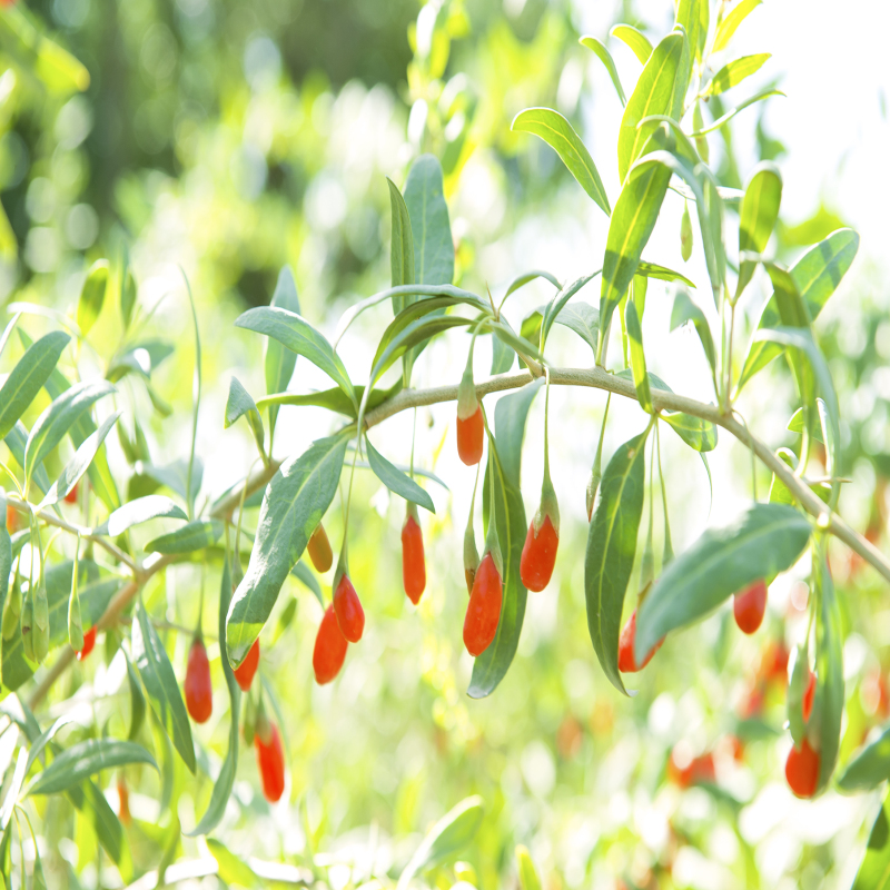 Bacca di goji essiccata biologica di alta qualità Ningxia / wolfberry