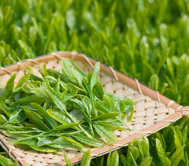 Óleo essencial de chá verde chinês