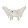 /msite/products/detail/productid/63592428/id/1517769.html