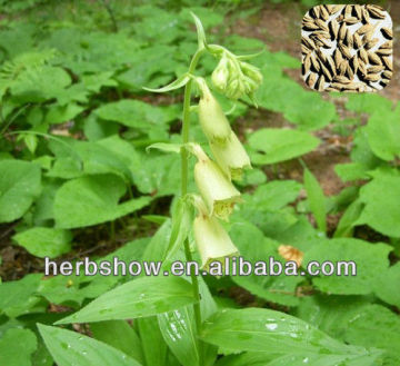 Herb Plant Seeds:Digitalis Seeds